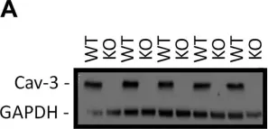 Fig.1.A showing Western Blotting in a Mus musculus (House mouse) sample from the publication: Caveolin-3 KO disrupts t-tubule structure and decreases t-tubular ICa density in mouse ventricular myocytes.