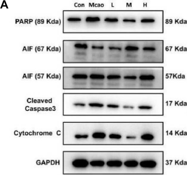 Fig.5.A showing Western Blotting from the publication: Apigenin protects against ischemic stroke by increasing DNA repair.