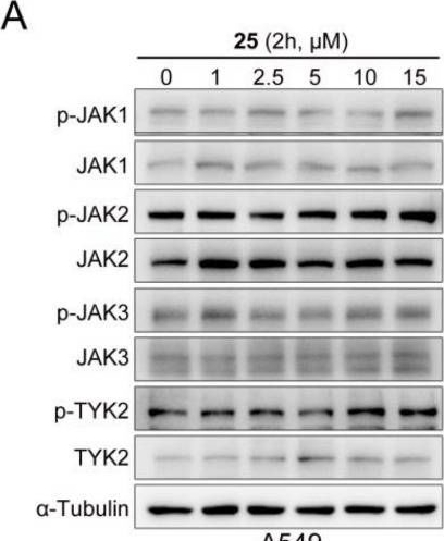 Fig.4.A showing Western Blotting in a Homo sapiens (Human) sample from the publication: A Novel Ageladine A Derivative Acts as a STAT3 Inhibitor and Exhibits Potential Antitumor Effects.