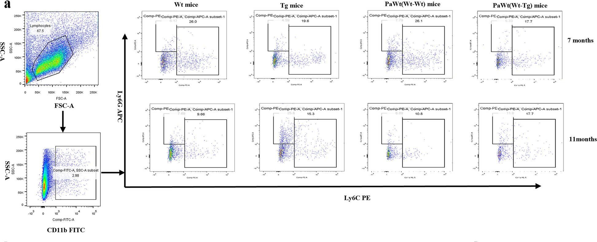 Fig.6.A showing Flow cytometry/Cell sorting in a Mus musculus (House mouse) sample from the publication: The effects of high plasma levels of Aβ1-42 on mononuclear macrophage in mouse models of Alzheimer's disease.