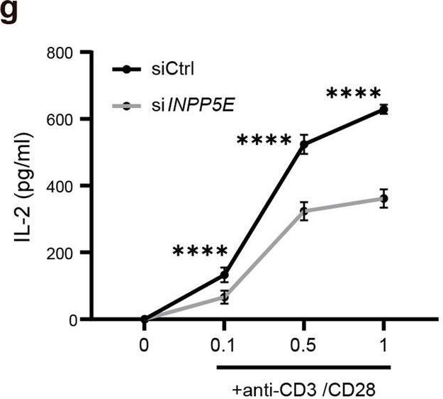Fig.6.G showing Enzyme-linked immunosorbent assay in a Homo sapiens (Human) sample from the publication: INPP5E regulates CD3ζ enrichment at the immune synapse by phosphoinositide distribution control.