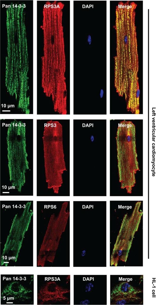 Fig.7.C showing Immunohistochemistry-immunofluorescence in a Mus musculus (House mouse) sample from the publication: Proteomic Landscape and Deduced Functions of the Cardiac 14-3-3 Protein Interactome.