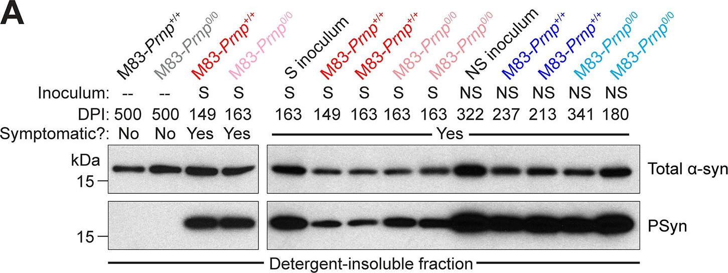 Fig.2.A showing Western Blotting from the publication: α-Synuclein strain propagation is independent of cellular prion protein expression in a transgenic synucleinopathy mouse model.