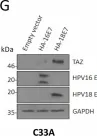 Fig.2.G showing Western Blotting in a Homo sapiens (Human) sample from the publication: The Hippo pathway transcription factors YAP and TAZ play HPV-type dependent roles in cervical cancer.