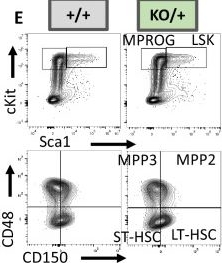 Fig.5.E showing Flow cytometry/Cell sorting in a Mus musculus (House mouse) sample from the publication: Haploinsufficiency of the essential gene Rps12 causes defects in erythropoiesis and hematopoietic stem cell maintenance.