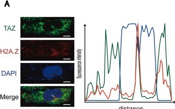 Fig.4.A showing Immunocytochemistry-immunofluorescence in a Mus musculus (House mouse) sample from the publication: Co-localization of TAZ and H2A.Z up-regulates IL-6 expression in alveolar epithelial cells to polarize M2 cells to alleviate hypoxia-induced lung injury.
