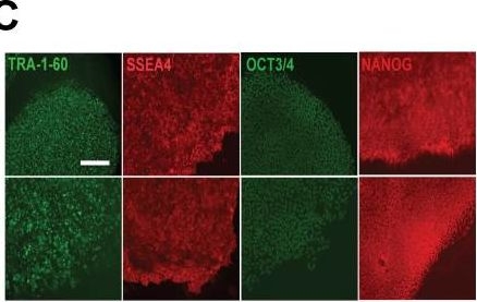 Fig.5.C showing Immunocytochemistry-immunofluorescence in a Homo sapiens (Human) sample from the publication: Rapid and efficient conversion of integration-free human induced pluripotent stem cells to GMP-grade culture conditions.