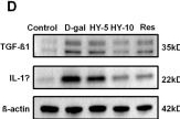 Fig.4.D showing Western Blotting from the publication: Huyan-I formula attenuates renal senescence and fibrosis by inhibiting STAT3/NF-κB/NLRP3-driven SASP.