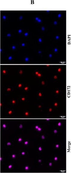 Fig.1.B showing Immunocytochemistry-immunofluorescence in a Bos taurus (Bovine) sample from the publication: MCT-Dependent Cryptosporidium parvum-Induced Bovine Monocyte Extracellular Traps (METs) under Physioxia.