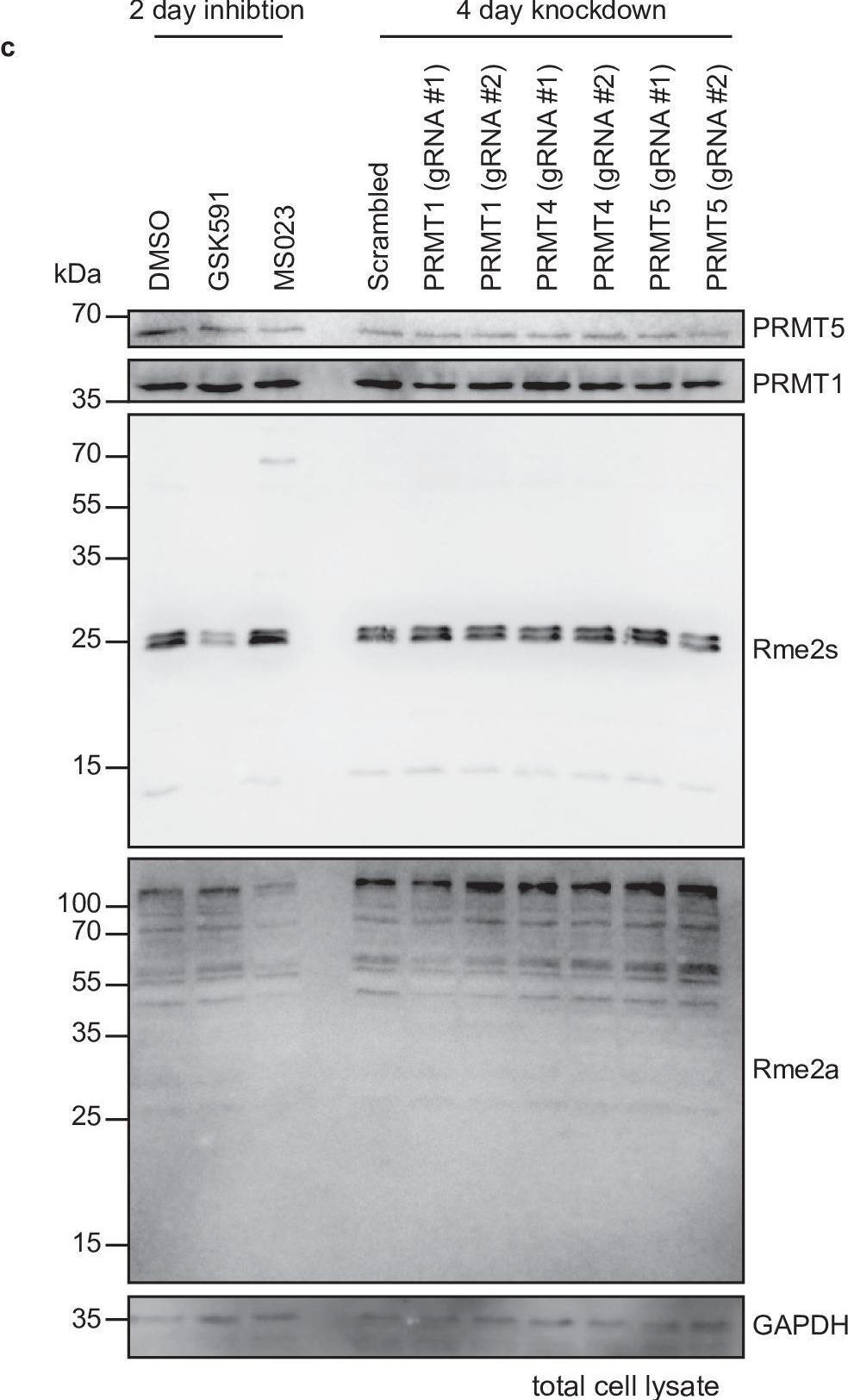 Fig.1.C showing Western Blotting from the publication: Type I and II PRMTs inversely regulate post-transcriptional intron detention through Sm and CHTOP methylation.