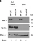 Fig.3.A showing Western Blotting from the publication: PRL3-zumab as an immunotherapy to inhibit tumors expressing PRL3 oncoprotein.