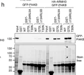 Fig.4.H showing Western Blotting in a Homo sapiens (Human) sample from the publication: ARMH3 is an ARL5 effector that promotes PI4KB-catalyzed PI4P synthesis at the trans-Golgi network.