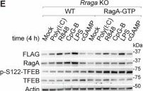 Fig.14.E showing Western Blotting from the publication: The lysosomal LAMTOR-Rag complex functions as a checkpoint for antiviral interferon production.