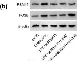 Fig.6.B showing Western Blotting from the publication: RBM15 mediates m6A methylation modification of FOSB mRNA to promote dysfunction of trophoblast cells-a potential link to preeclampsia.