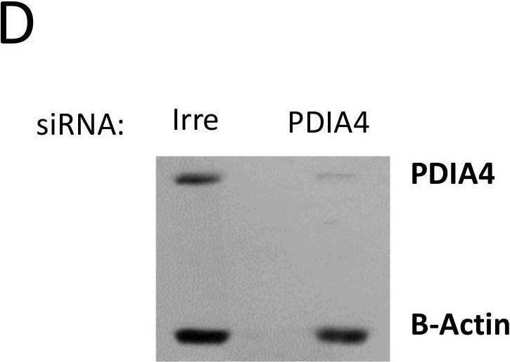 Fig.4.D showing Western Blotting from the publication: Protein Disulfide Isomerase A4 Is Involved in Genome Uncoating during Human Astrovirus Cell Entry.