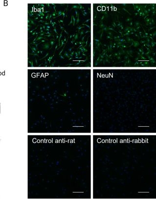 Fig.1.B showing Immunocytochemistry-immunofluorescence from the publication: Reconstituting central nervous system niche cues partially restores homeostatic-like features in cultured murine primary microglia.