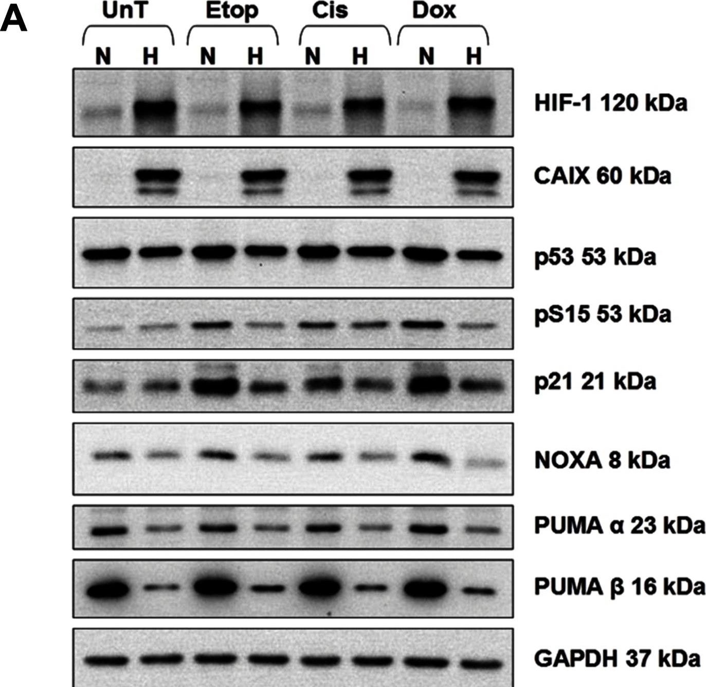 Fig.8.A showing Western Blotting from the publication: Hypoxia-induced cytotoxic drug resistance in osteosarcoma is independent of HIF-1Alpha.