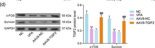 Fig.3.D showing Western Blotting in a Mus musculus (House mouse) sample from the publication: Downregulation of TGIF2 is possibly correlated with neuronal apoptosis and autism-like symptoms in mice.