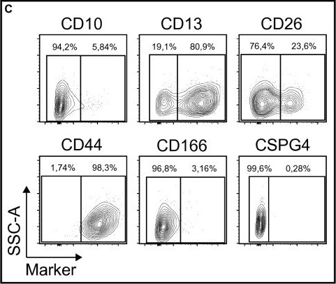 Fig.1.C showing Flow cytometry/Cell sorting from the publication: CD105+CD90+CD13+ identifies a clonogenic subset of adventitial lung fibroblasts.