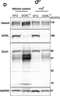 Fig.6.D showing Western Blotting from the publication: Enhanced Notch dependent gliogenesis and delayed physiological maturation underlie neurodevelopmental defects in Lowe syndrome.