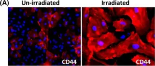Fig.4.A showing Immunofluorescence in a Homo sapiens (Human) sample from the publication: Premature aging induced by radiation exhibits pro-atherosclerotic effects mediated by epigenetic activation of CD44 expression.