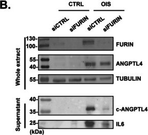 Fig.6.B showing Western Blotting in a Solanum lycopersicum (Tomato) sample from the publication: The Proinflammatory Secretome of Senescent Cells Can Be Controlled by a HIF2A-Dependent Upregulation and a FURIN-Dependent Cleavage of the ANGPTL4 Secreted Factor.
