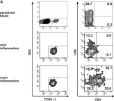 Fig.9.A showing Flow cytometry/Cell sorting in a Homo sapiens (Human) sample from the publication: Human Peripheral CD4(+) Vδ1(+) γδT Cells Can Develop into αβT Cells.