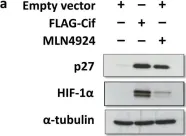 Fig.1.A showing Western Blotting in a Homo sapiens (Human) sample from the publication: Characterisation of cellular effects of Burkholderia pseudomallei cycle inhibiting factor (Cif).