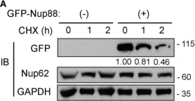 Fig.5.A showing Western Blotting from the publication: Overexpressed Nup88 stabilized through interaction with Nup62 promotes NF-κB dependent pathways in cancer.
