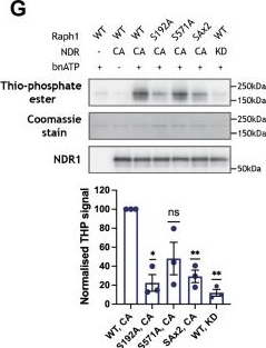Fig.2.G showing Western Blotting from the publication: Loss of NDR1/2 kinases impairs endomembrane trafficking and autophagy leading to neurodegeneration.