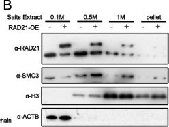 Fig.2.B showing Western Blotting in a Homo sapiens (Human) sample from the publication: RAD21 is the core subunit of the cohesin complex involved in directing genome organization.