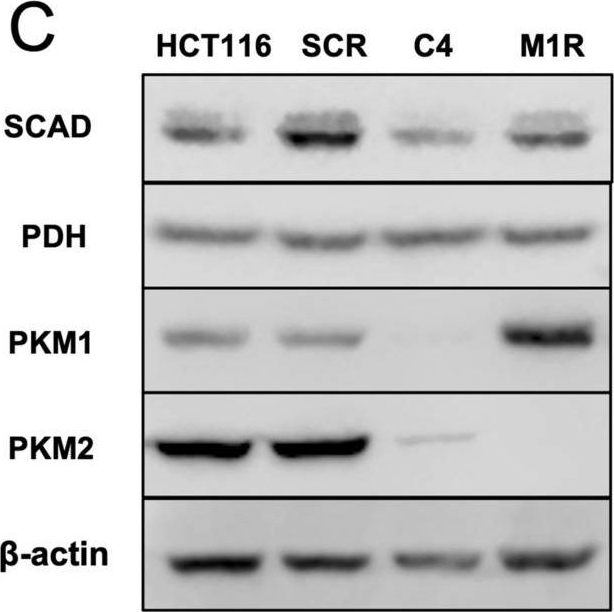 Fig.6.C showing Western Blotting in a Homo sapiens (Human) sample from the publication: Pyruvate kinase M1 regulates butyrate metabolism in cancerous colonocytes.