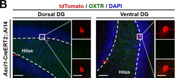 Fig.1.B showing Immunohistochemistry-immunofluorescence from the publication: Hilar mossy cell oxytocin receptor signaling regulates adult hippocampal neurogenesis and context discrimination in mice.