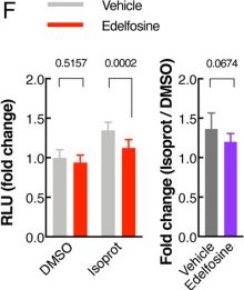 Fig.5.F from the publication: β2-adrenergic receptor regulates ER-mitochondria contacts.