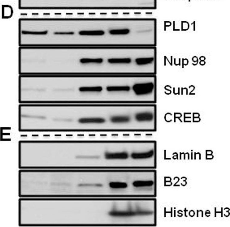 Fig.5.D showing Western Blotting in a Homo sapiens (Human) sample from the publication: Dissecting the cell to nucleus, perinucleus and cytosol.