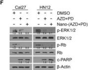 Cleaved PARP (Asp214) Antibody | Cell Signaling Technology