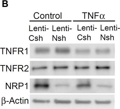 Fig.3.B showing Western Blotting in a Homo sapiens (Human) sample from the publication: The crosstalk between neuropilin-1 and tumor necrosis factor-α in endothelial cells.