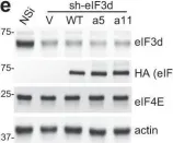 Fig.7.E showing Western Blotting from the publication: A DAP5/eIF3d alternate mRNA translation mechanism promotes differentiation and immune suppression by human regulatory T cells.