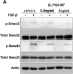 Fig.5.A showing Western Blotting from the publication: Genetic depletion and pharmacological targeting of αv integrin in breast cancer cells impairs metastasis in zebrafish and mouse xenograft models.