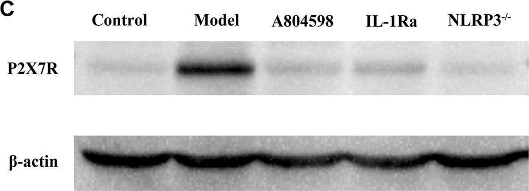 Fig.2.C showing Western Blotting from the publication: The NLRP3 inflammasome is involved in resident intruder paradigm-induced aggressive behaviors in mice.