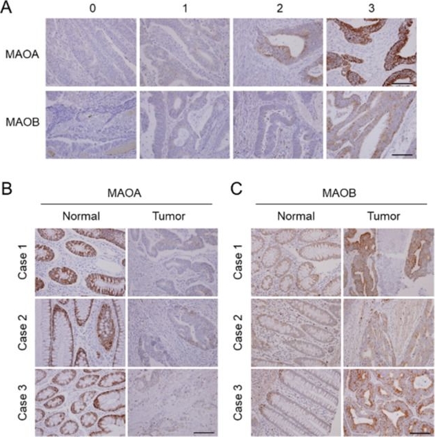 Maob MAOB antibodies - Antibody search engine - CiteAb