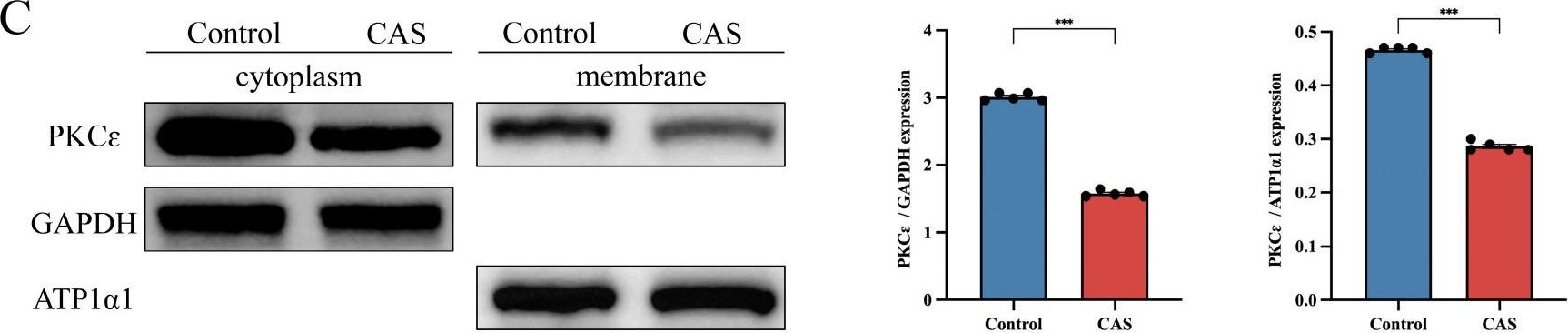 Fig.5.C showing Western Blotting from the publication: Phosphorylated CPI-17 and MLC2 as Biomarkers of Coronary Artery Spasm-Induced Sudden Cardiac Death.