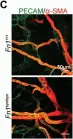 Fig.1.C showing Immunohistochemistry-immunofluorescence in a Mus musculus (House mouse) sample from the publication: The fibronectin synergy site re-enforces cell adhesion and mediates a crosstalk between integrin classes.