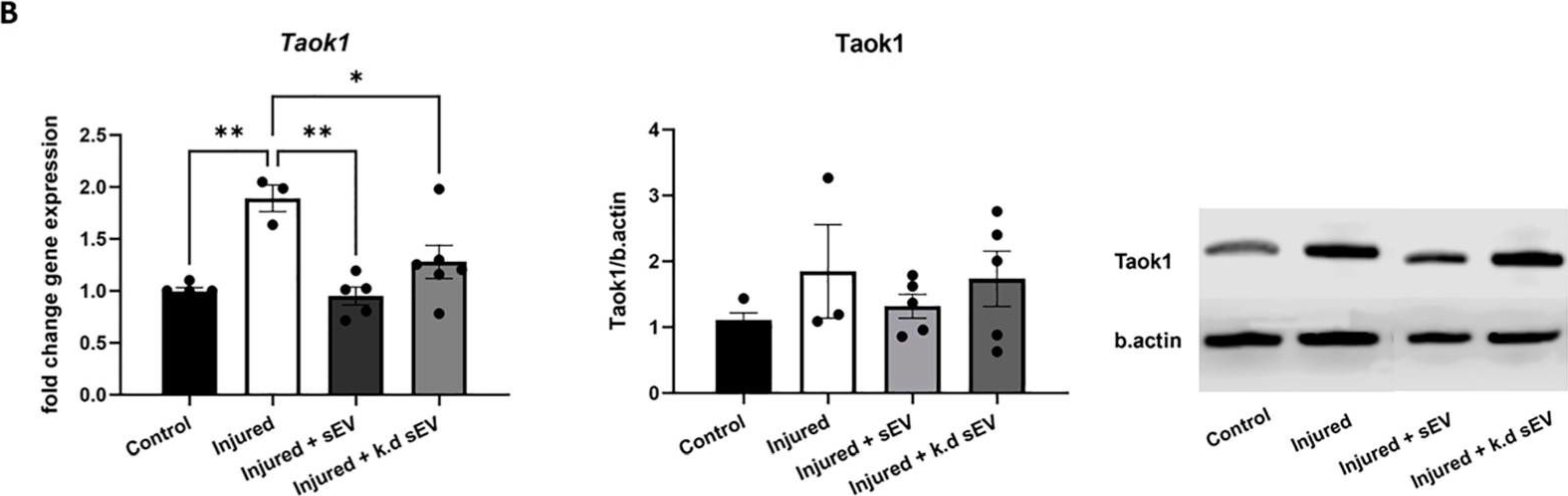 Fig.4.B showing Western Blotting from the publication: All but Small: miRNAs from Wharton's Jelly-Mesenchymal Stromal Cell Small Extracellular Vesicles Rescue Premature White Matter Injury after Intranasal Administration.