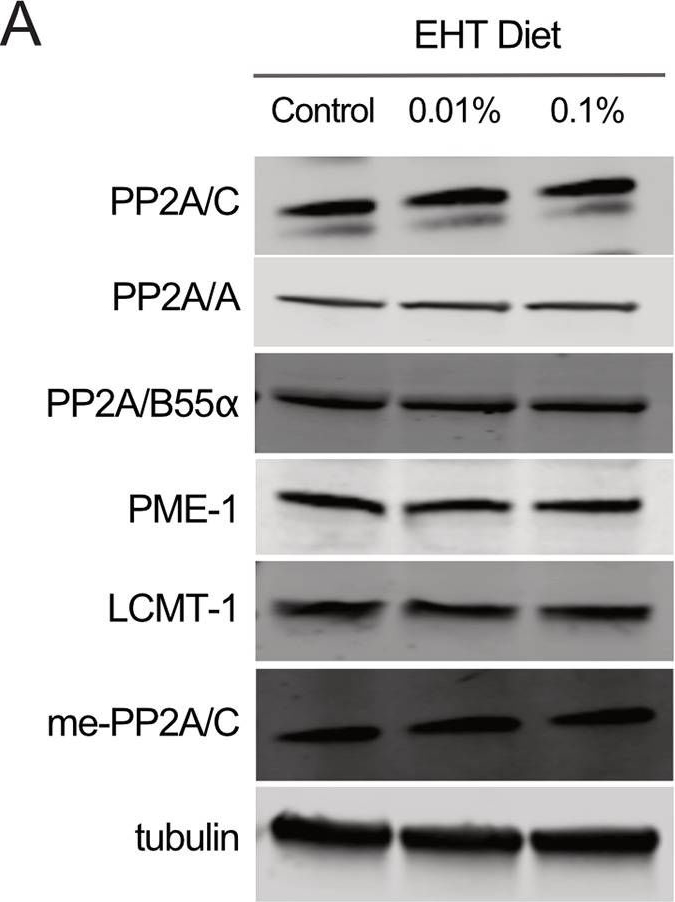 Fig.5.A showing Western Blotting in a Mus musculus (House mouse) sample from the publication: Eicosanoyl-5-hydroxytryptamide (EHT) prevents Alzheimer's disease-related cognitive and electrophysiological impairments in mice exposed to elevated concentrations of oligomeric beta-amyloid.