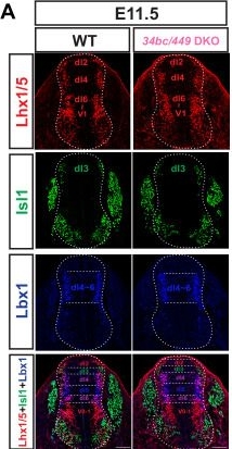 Fig.5.A showing Immunohistochemistry-immunofluorescence from the publication: MicroRNAs mediate precise control of spinal interneuron populations to exert delicate sensory-to-motor outputs.