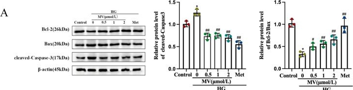 Fig.4.A showing Western Blotting in a Homo sapiens (Human) sample from the publication: Mogroside V Alleviates Renal Injury in Diabetic Mice via Regulation of the TLR4/NF-κB Pathway and Modulation of ECM Remodeling.