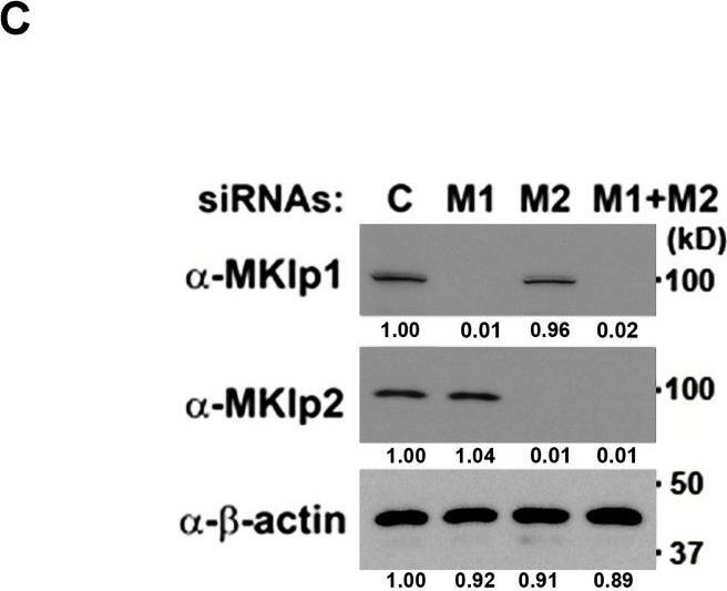 Fig.1.C showing Western Blotting in a Homo sapiens (Human) sample from the publication: Targeting Aurora B to the equatorial cortex by MKlp2 is required for cytokinesis.