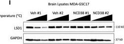 Fig.5.I showing Western Blotting in a Homo sapiens (Human) sample from the publication: Combined inhibition of lysine-specific demethylase 1 and kinase signaling as a preclinical treatment strategy in glioblastoma.