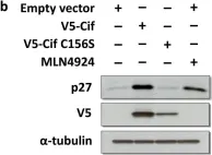 Fig.1.B showing Western Blotting in a Homo sapiens (Human) sample from the publication: Characterisation of cellular effects of Burkholderia pseudomallei cycle inhibiting factor (Cif).